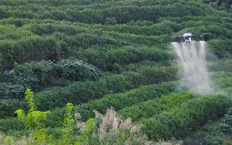 Agricultural drone spraying pesticides on crops in a field Agricultural drone spraying pesticides on crops in a field
