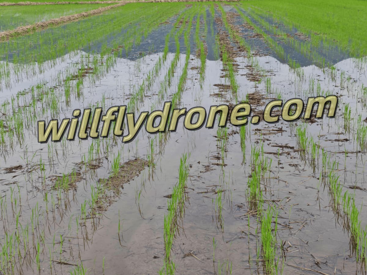 Drill seeding drone in action planting rice seeds in precise, orderly rows for smart farming Drill seeding drone in action planting rice seeds in precise, orderly rows for smart farming