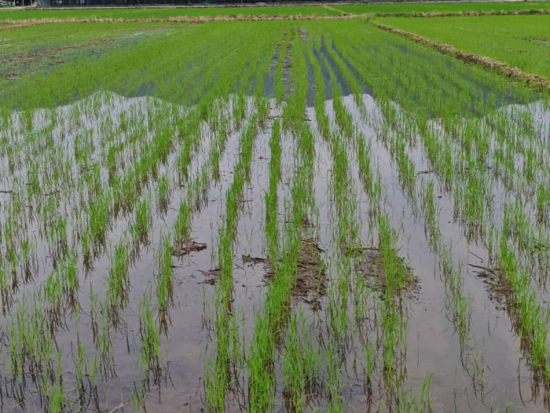 Precision Agriculture drone seeding rice seeds in orderly rows for optimized Crop Care Precision Agriculture drone seeding rice seeds in orderly rows for optimized Crop Care