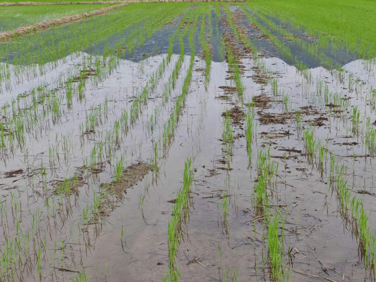 Aerial view of straight rice seedling rows after drone row seeding Aerial view of straight rice seedling rows after drone row seeding
