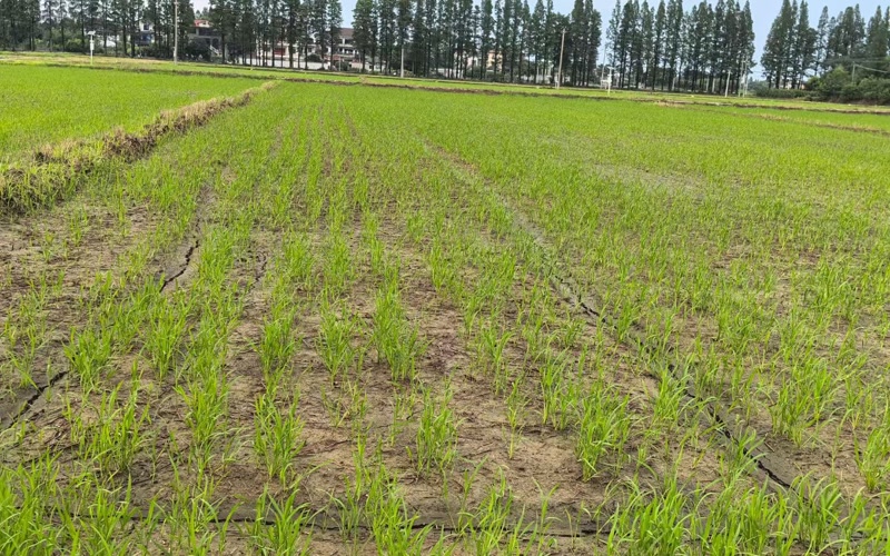 Drone Rice Seeding: Three Methods Compared
