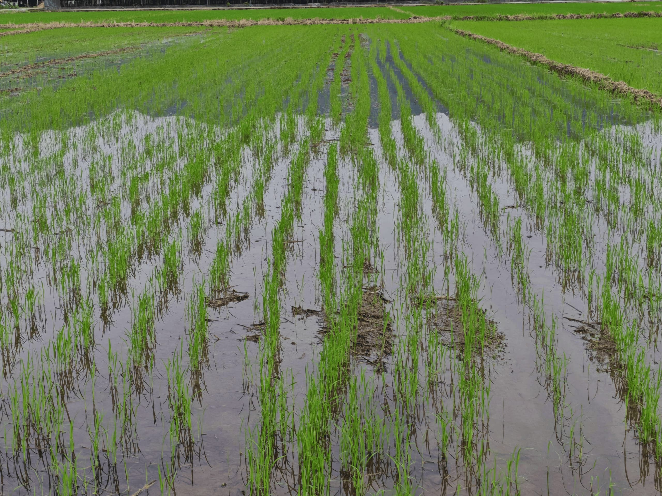 Aerial view of a rice field after drone row seeding, with evenly seeded seedling rows Aerial view of a rice field after drone row seeding, with evenly seeded seedling rows