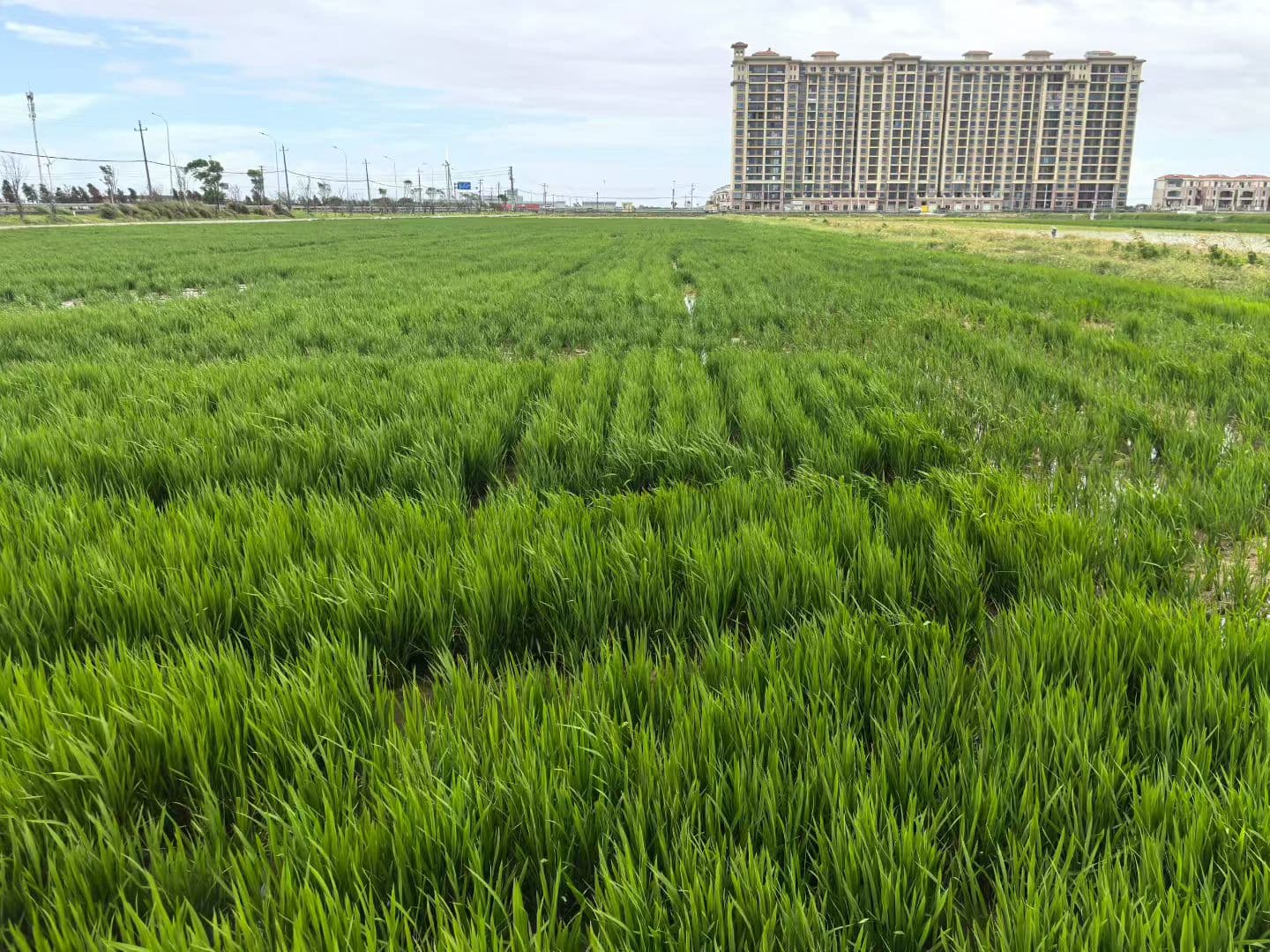 Aerial view of a rice field after drone row seeding, with evenly seeded seedling rows Aerial view of a rice field after drone row seeding, with evenly seeded seedling rows