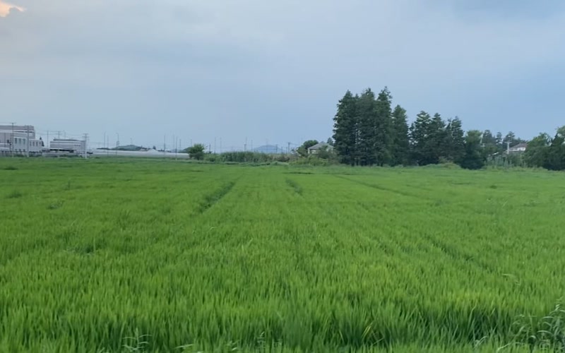 Rice Seeding by Drone: Cost per Hectare